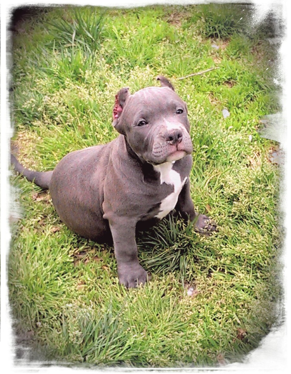 Миниатюрный бультерьер злой