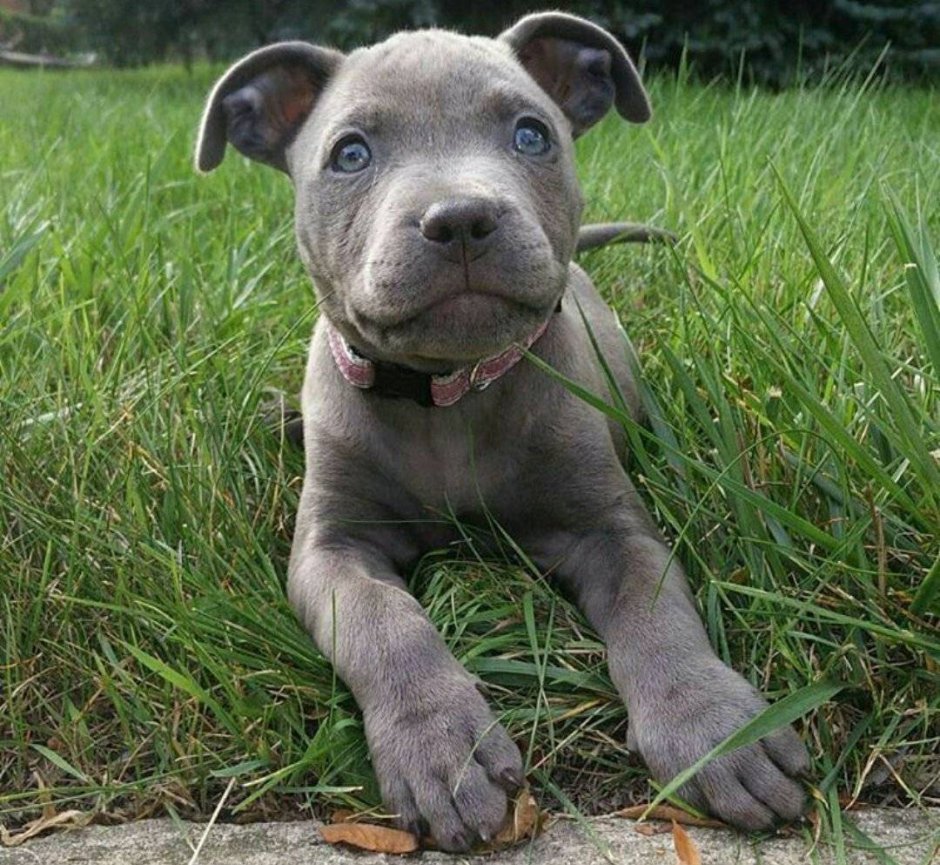 Питбуль мальчик