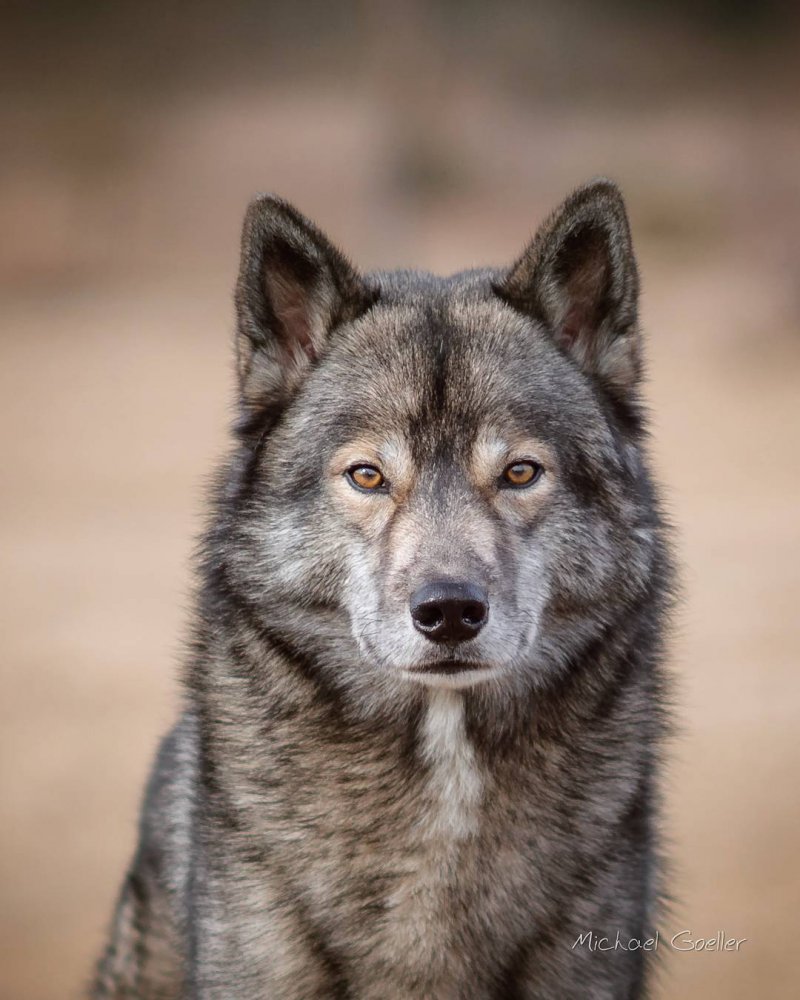 Волкособ черный