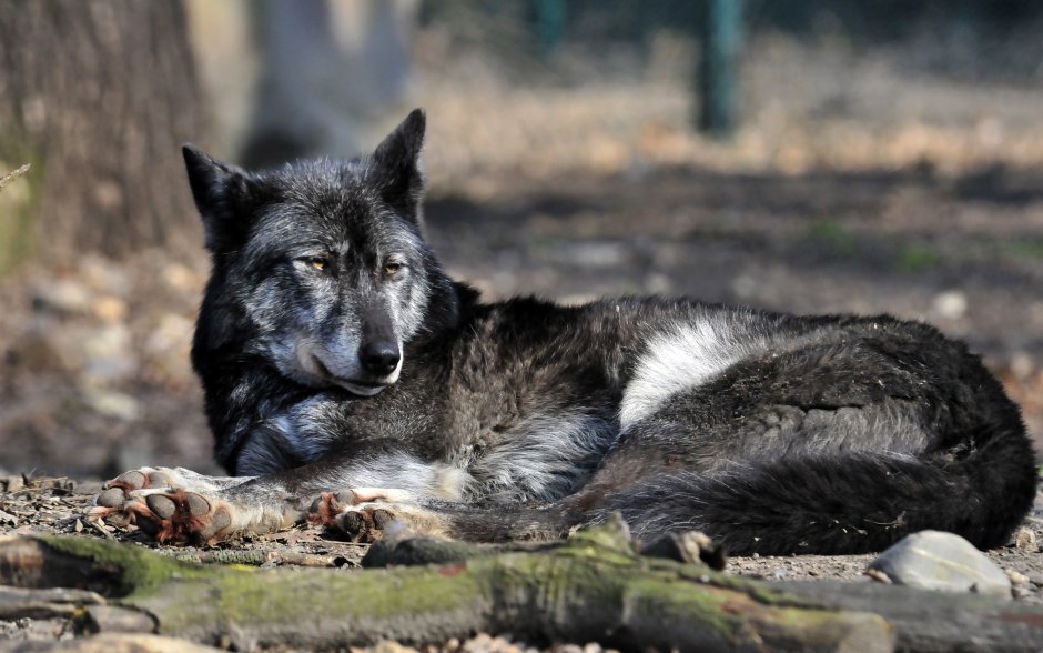 Волкособ черный