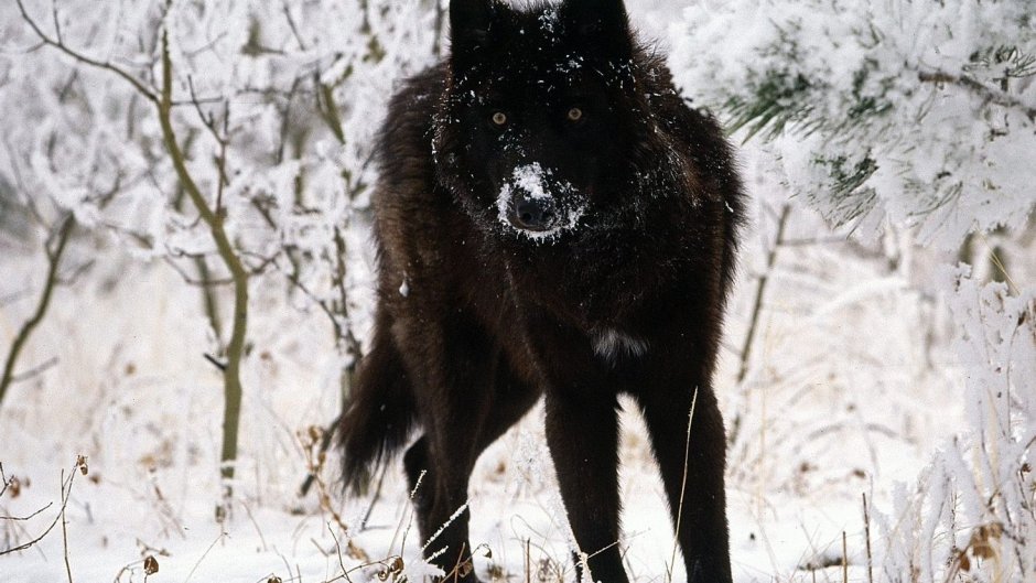 Канадский волк меланист