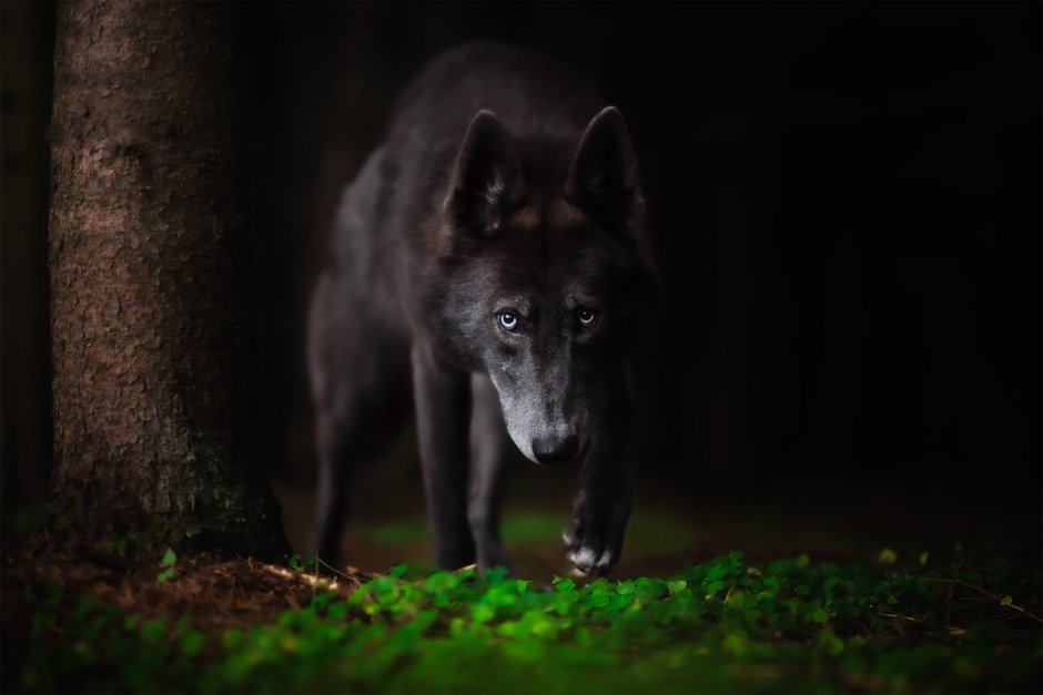 Русский вольфхунд черный