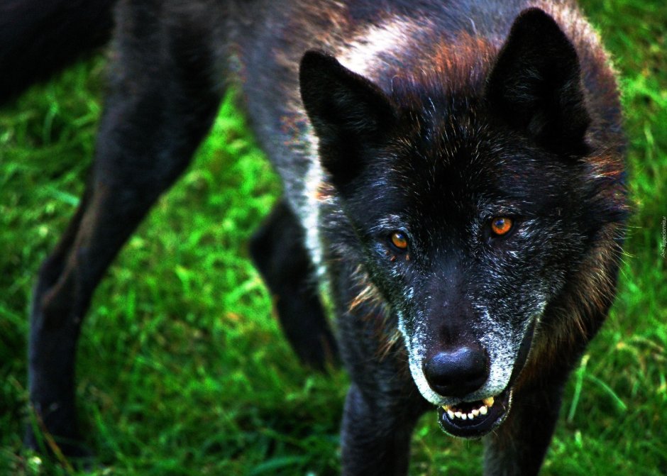 Канадский вольфхунд