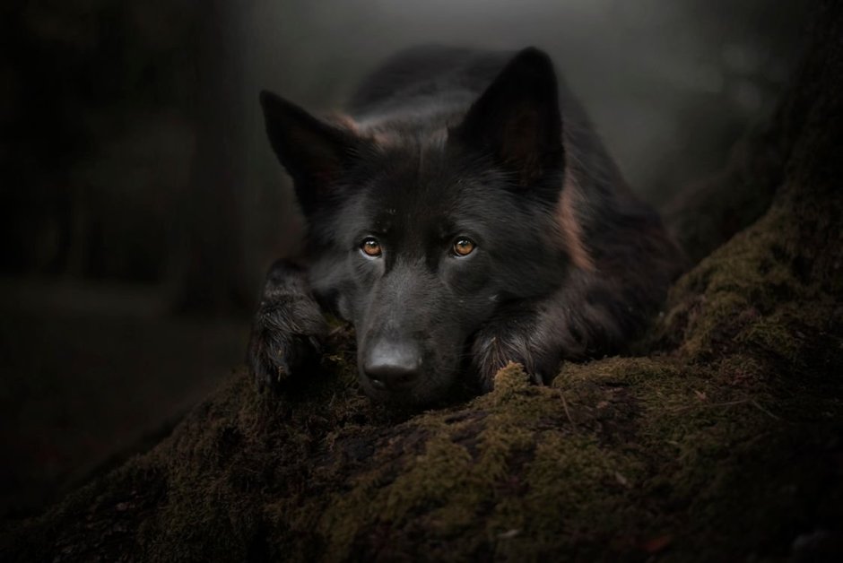 Немецкая овчарка черная