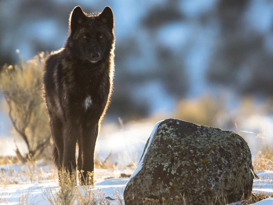 Черный волк гифки