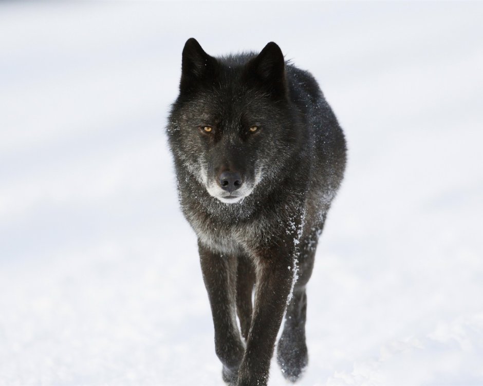 Волкособ черный