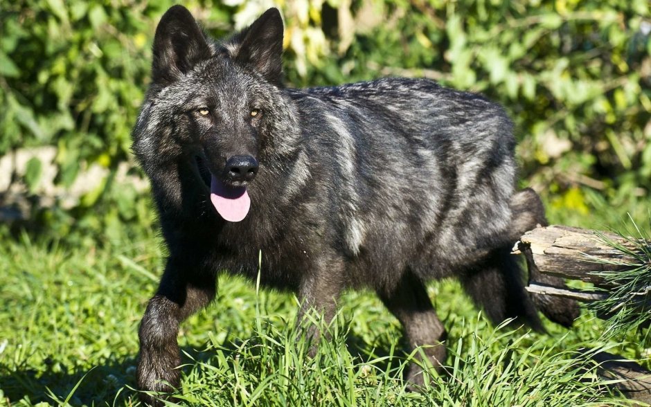 Флоридский чёрный волк