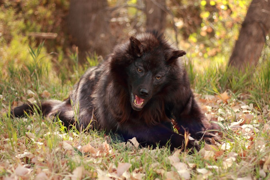 Бурый Волчонок