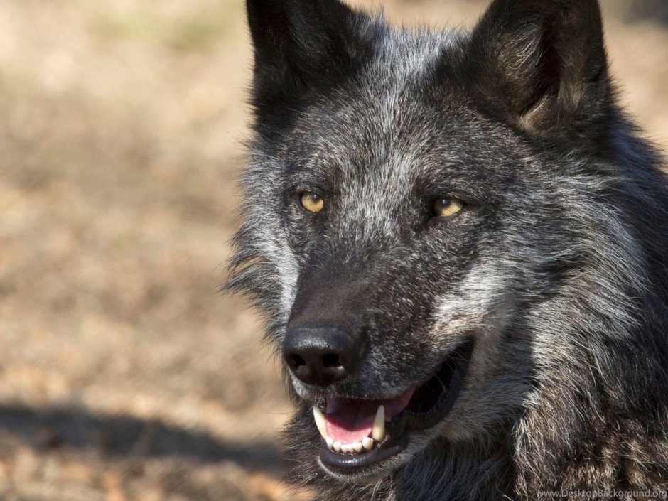 Чёрный канадский волкособ