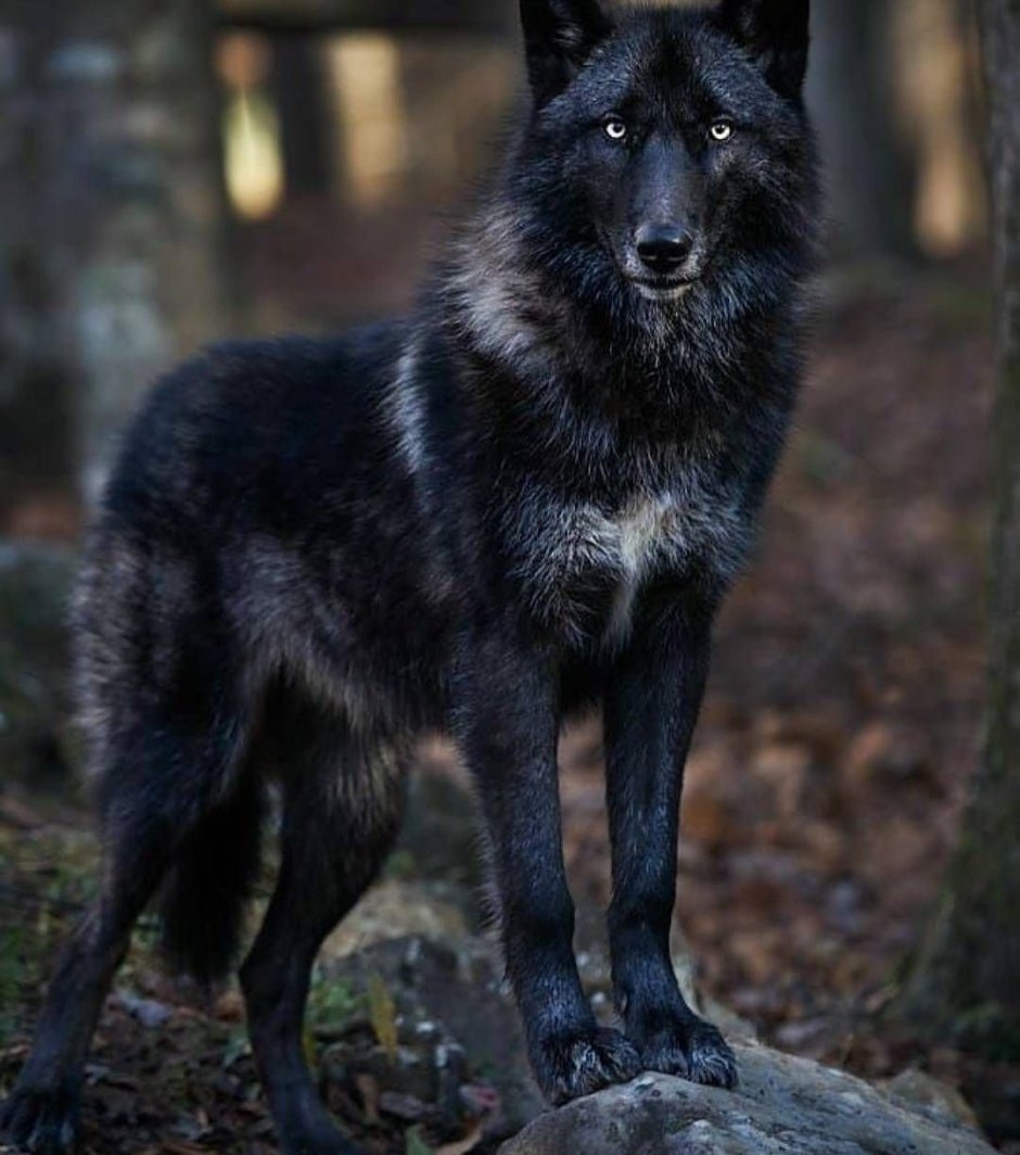 Волкособ канадский черный волк