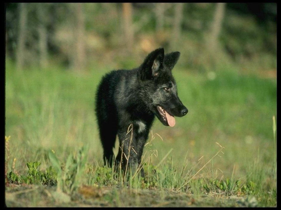 Черный Волчонок