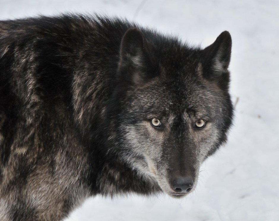 Волкособ канадский черный волк