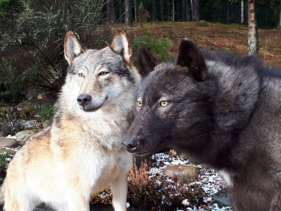 Волкособ канадский черный волк