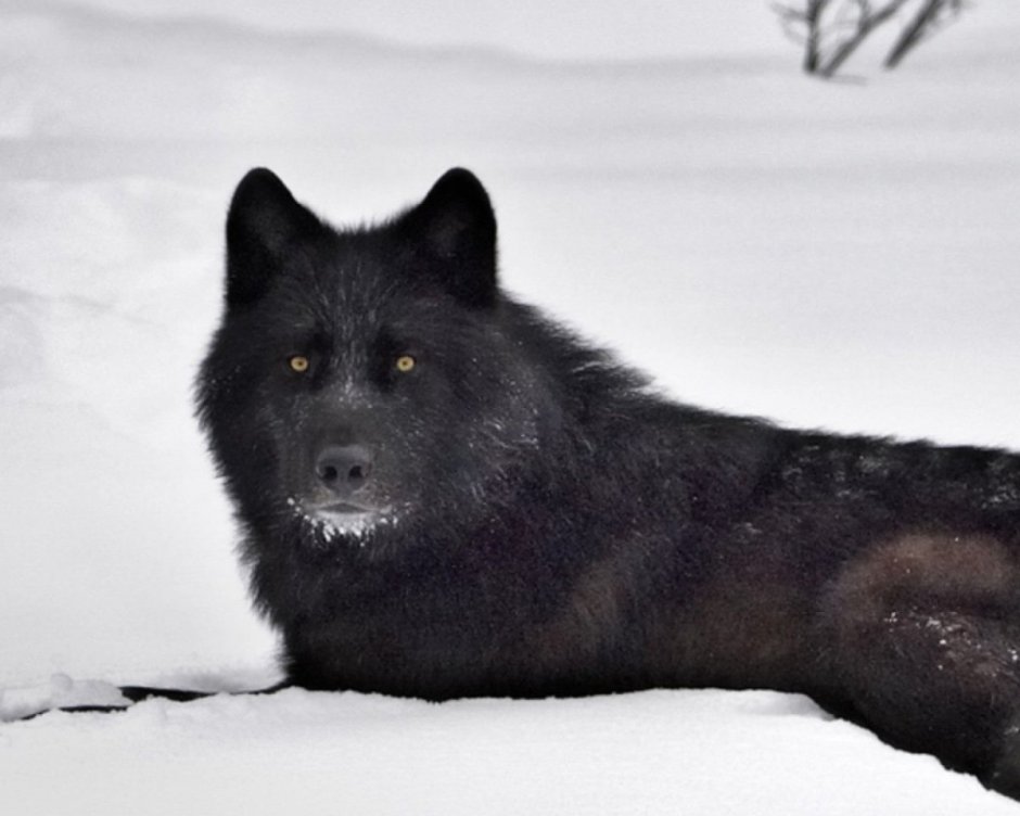 Черный канадский волк
