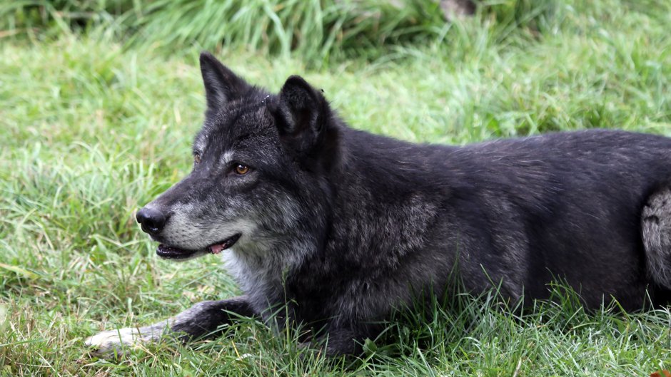 Волкособ канадский черный волк