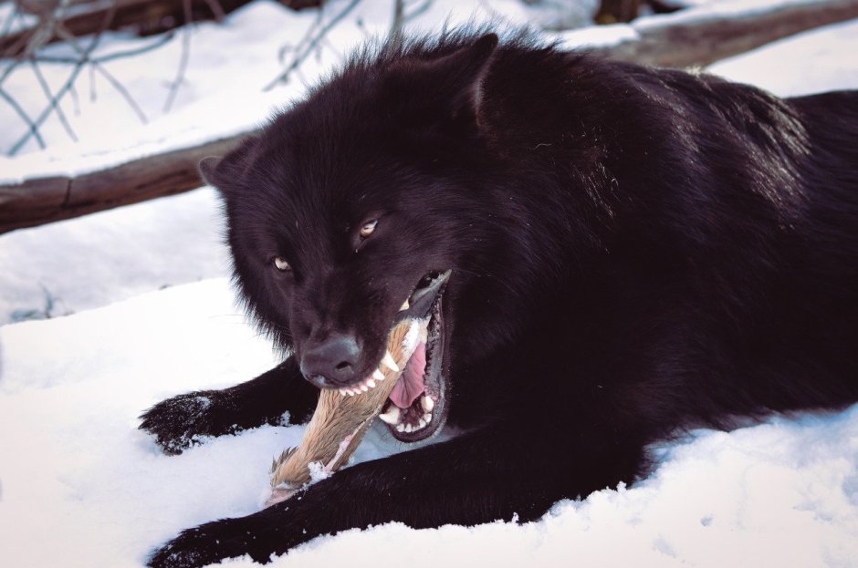 Волкособ канадский черный волк
