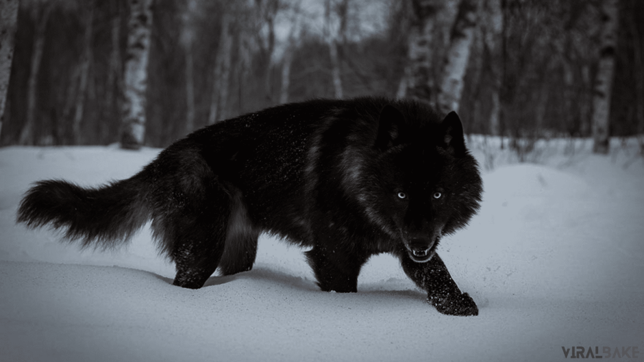 Черный волк обои