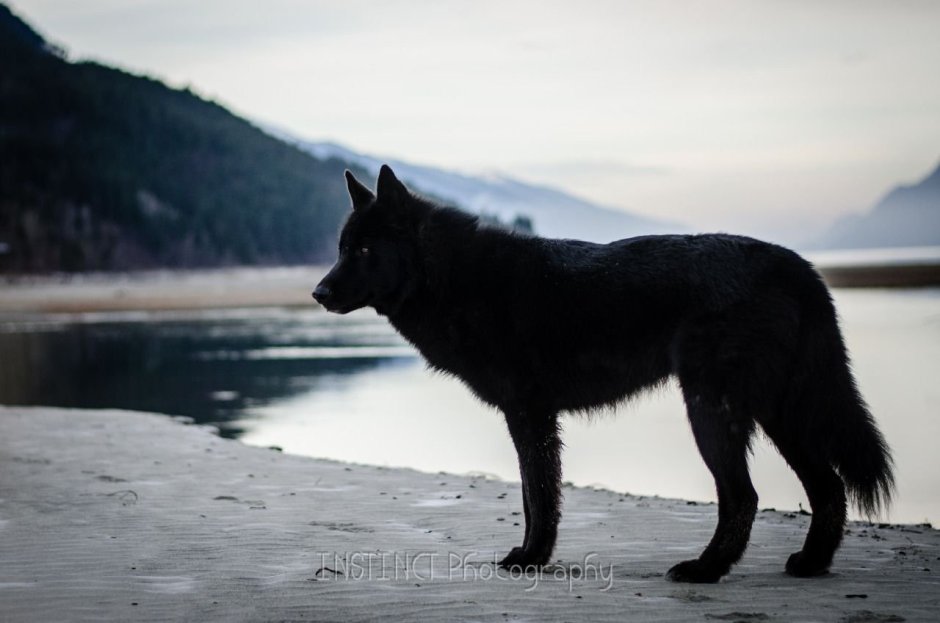 Вольфхунд черный