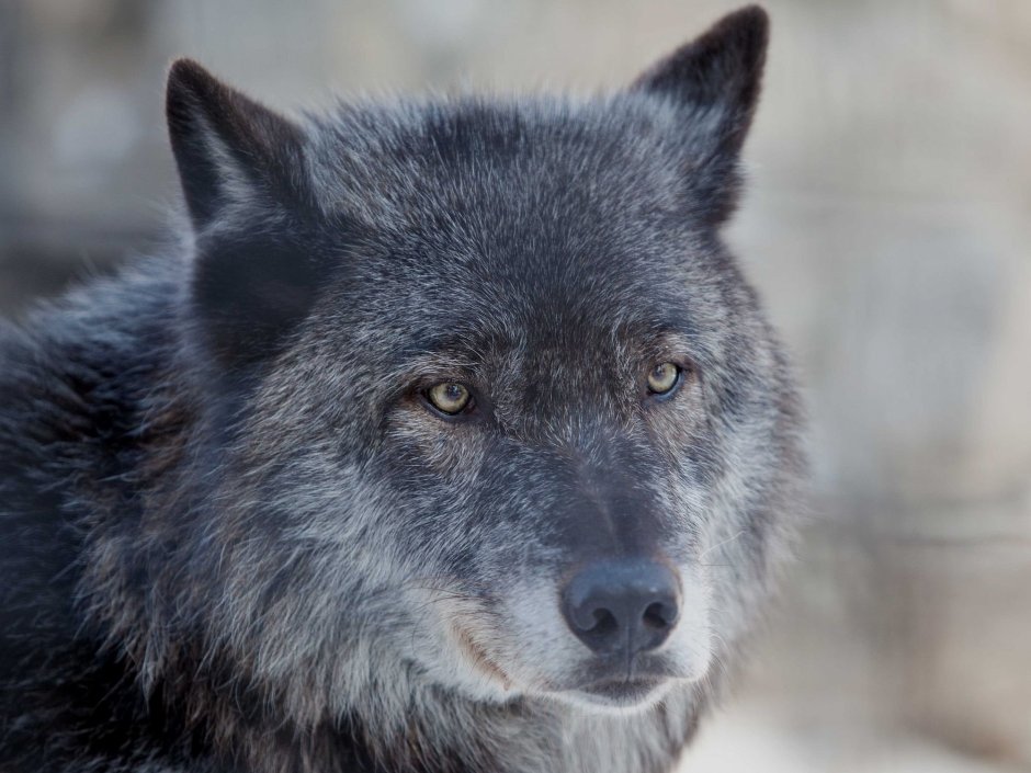 Волкособ канадский черный волк