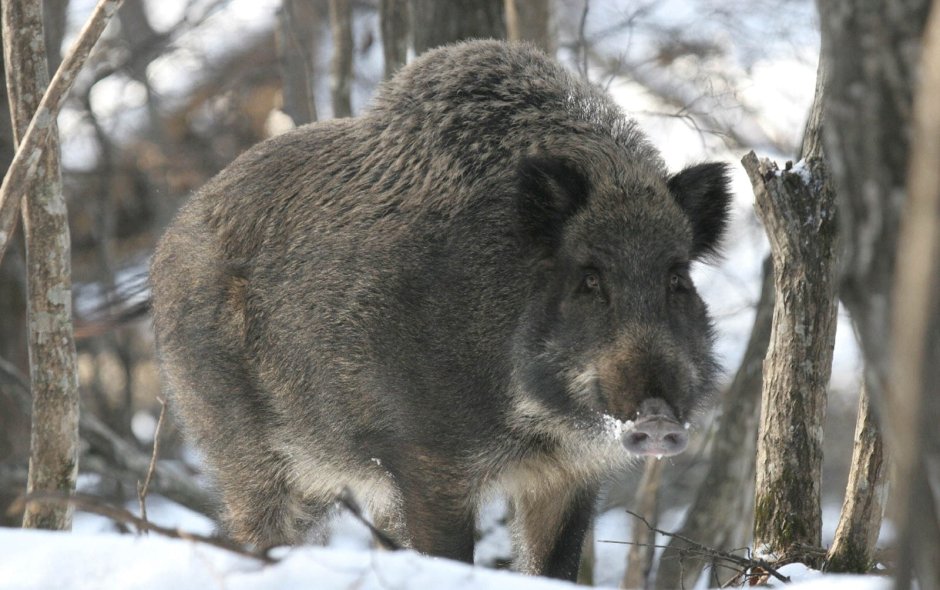 Вепрь секач
