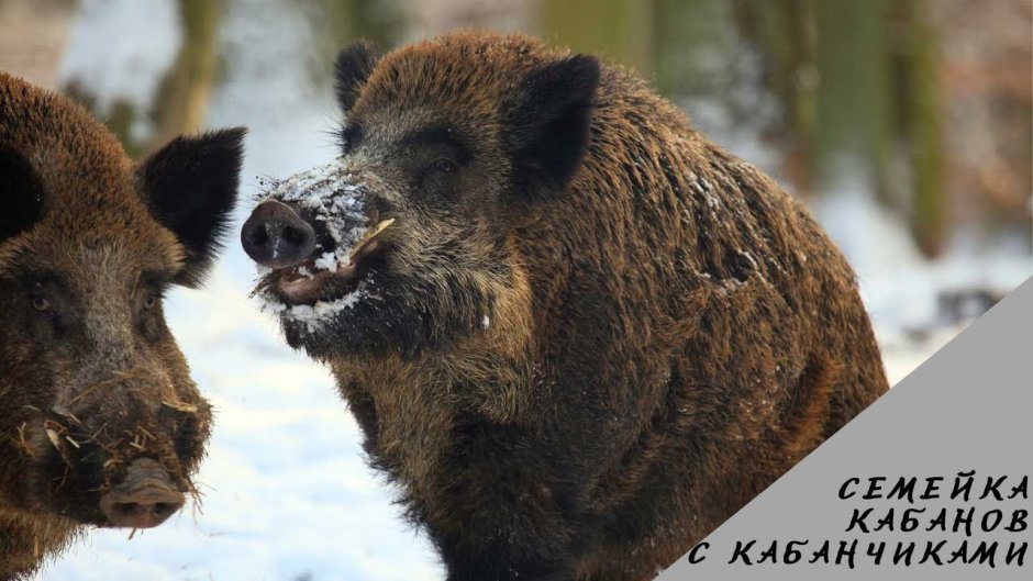 Кабаны в Самарской области