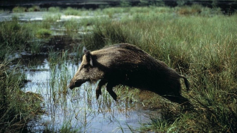 Уссурийский кабан Амурской области