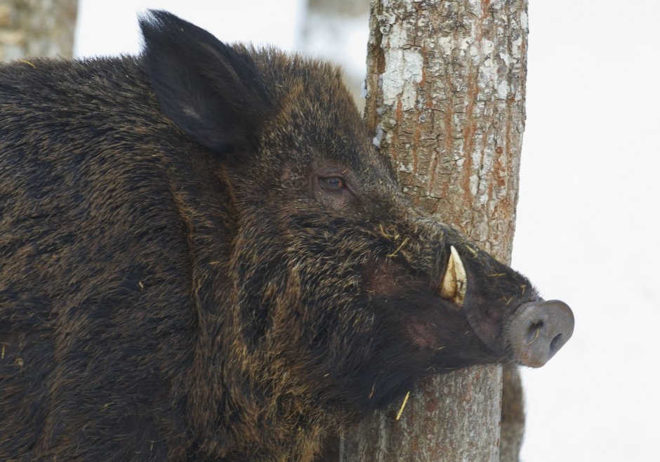 Кабан – sus scrofa Linnaeus, 1758
