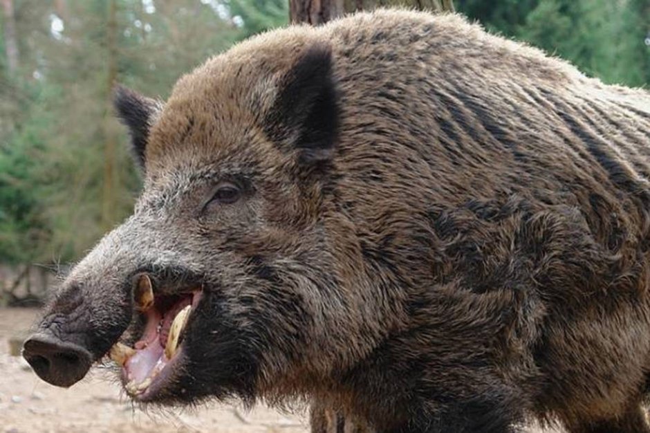 Кабан (sus scrofa)
