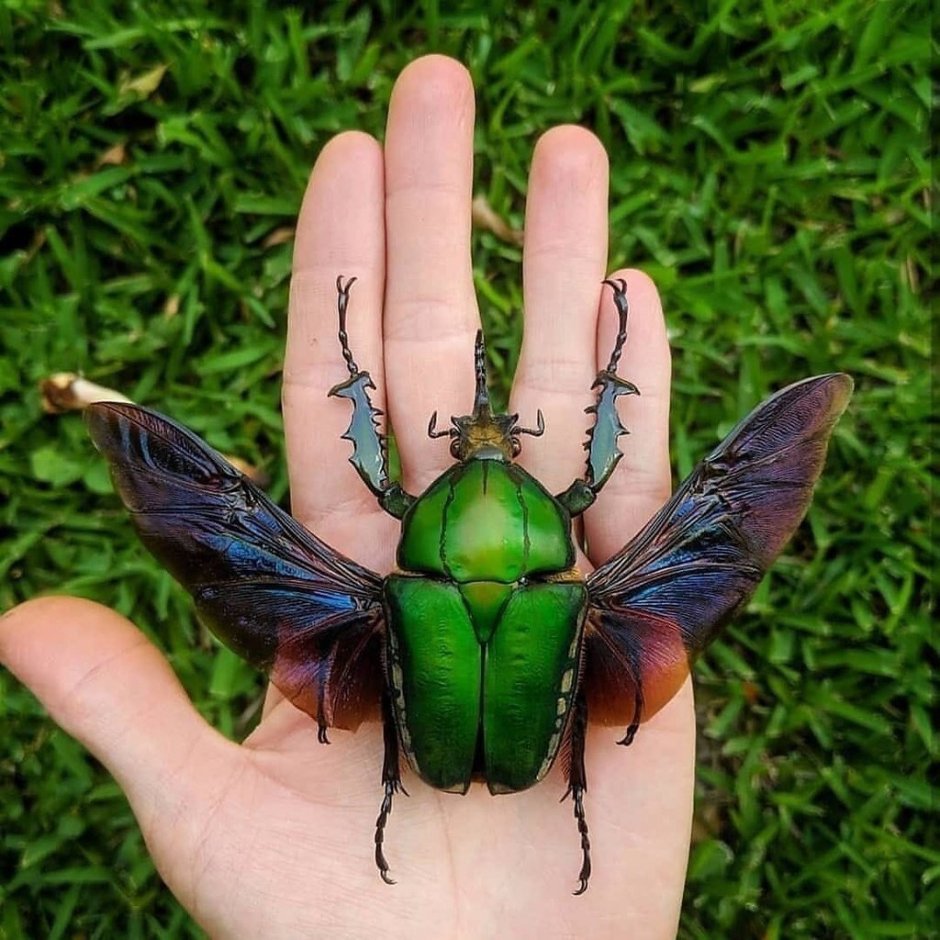 Жук убийца Шагаса