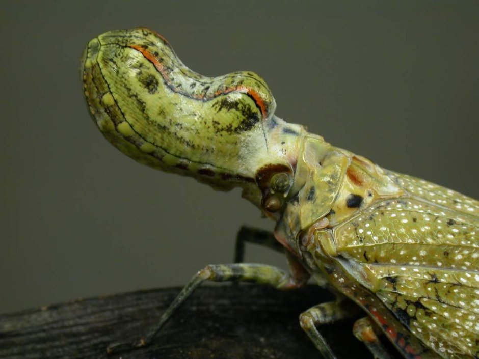 Муравей Макросъемка голова