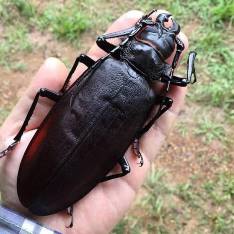 Жук дровосек Титан личинка