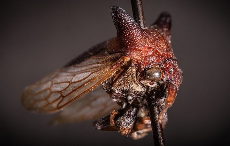 Северная мошка под микроскопом