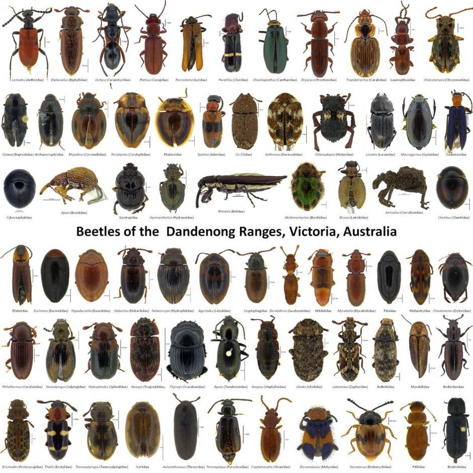 Леденцы с насекомыми