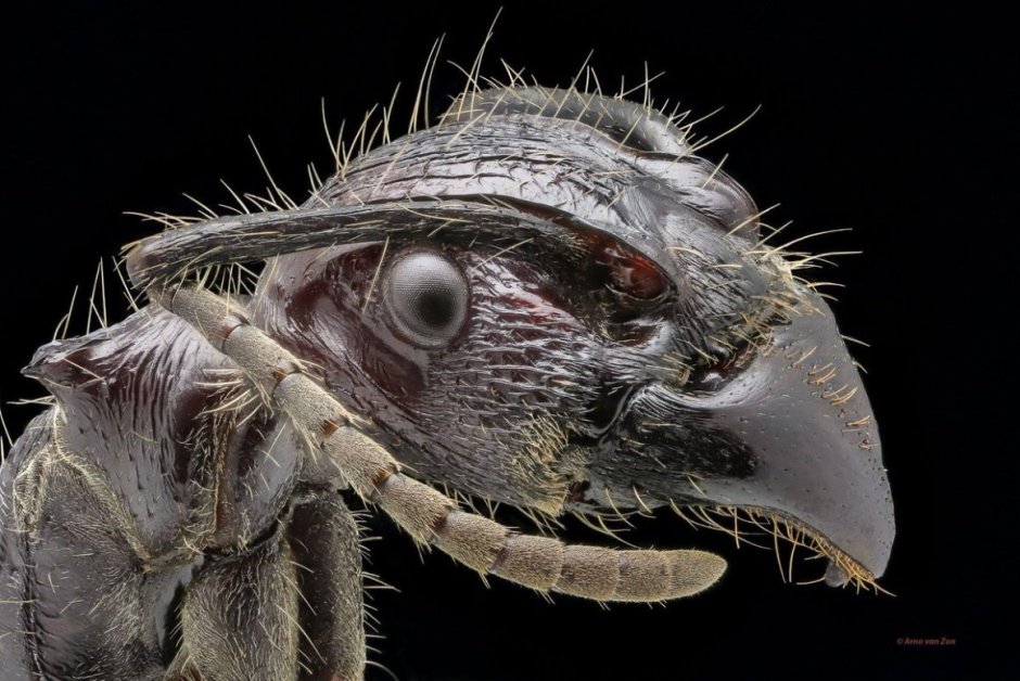 Жук на руке