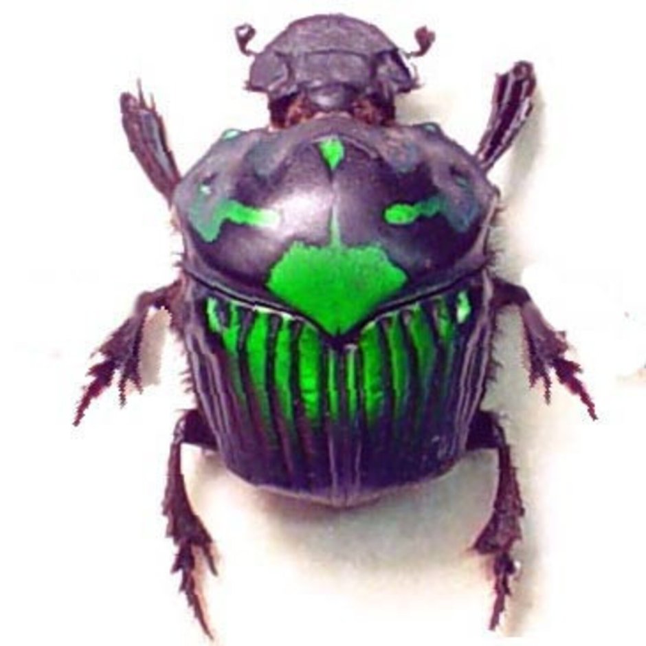 Суринамская фонарница