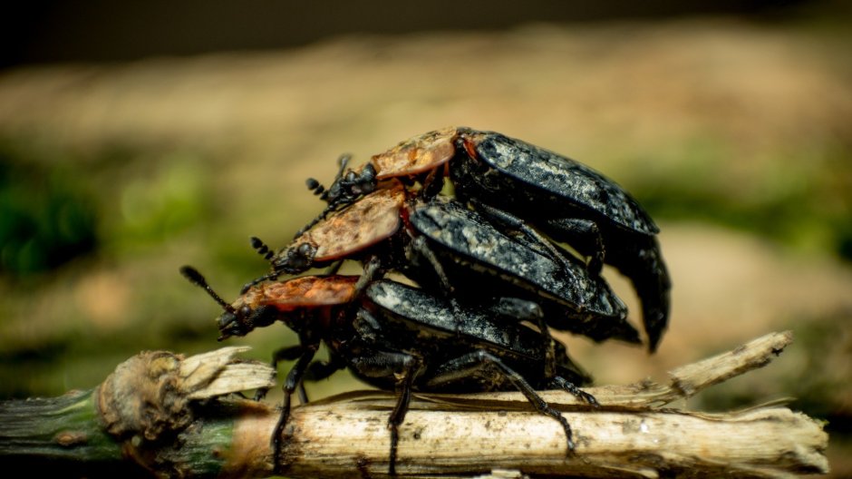 Жук дровосек Титан