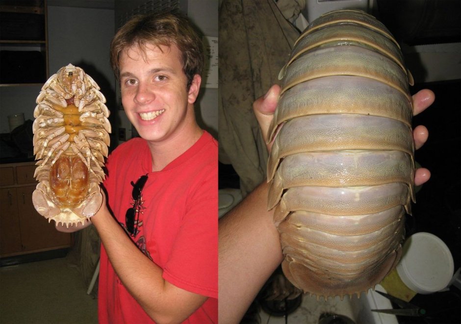 Муравьи-кефалоты (cephalotes)