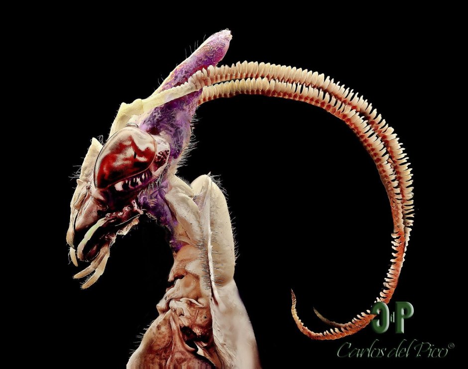 Жук Трилобит самец