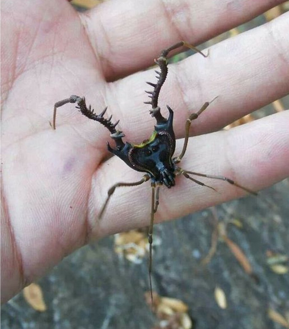 Навозный Жук катает шарики