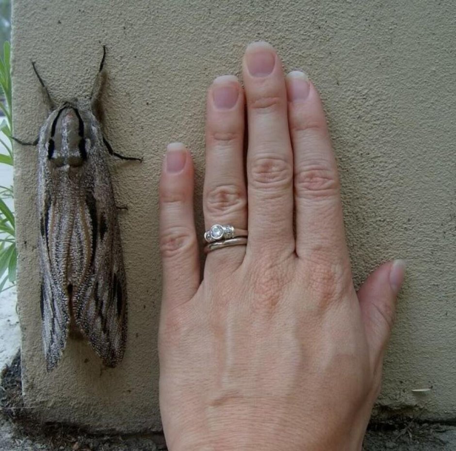 Голиаф сенокосец