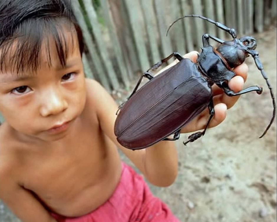 Жук колючка