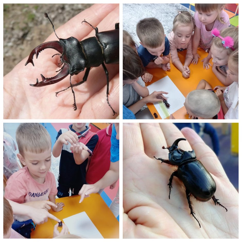 Насекомые средней полосы