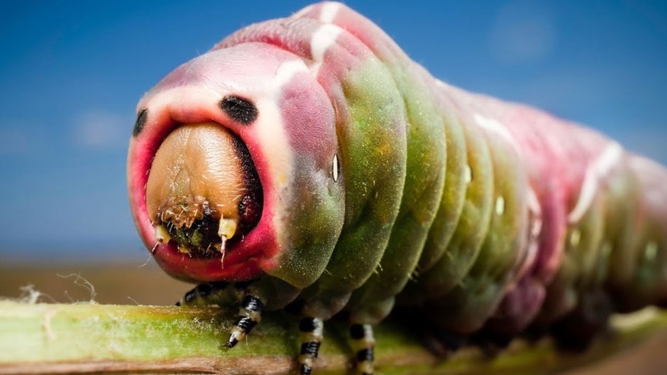 Жук трубоносик красный