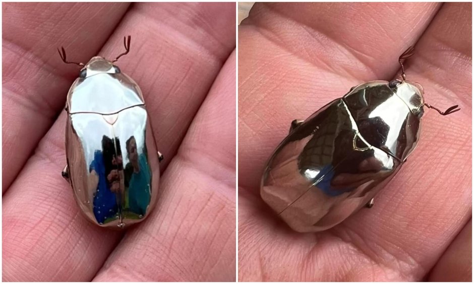 Жук Flatid planthopper