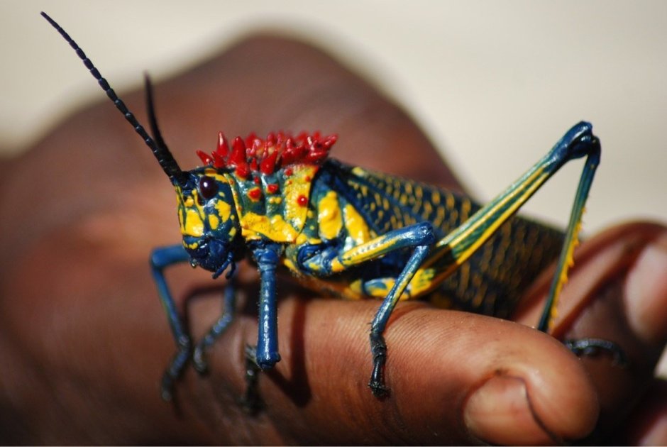 Голова муравья под микроскопом