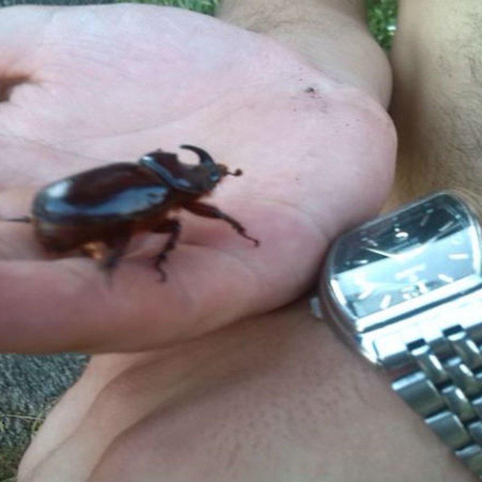 Гигантский австралийский палочник