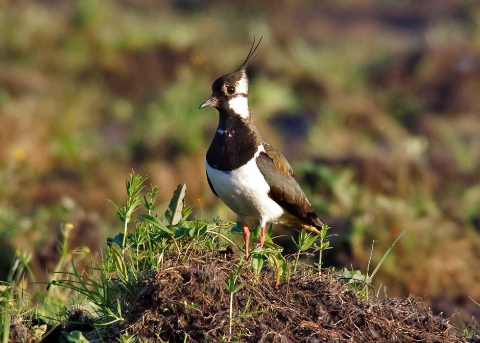 Чибис Vanellus Vanellus