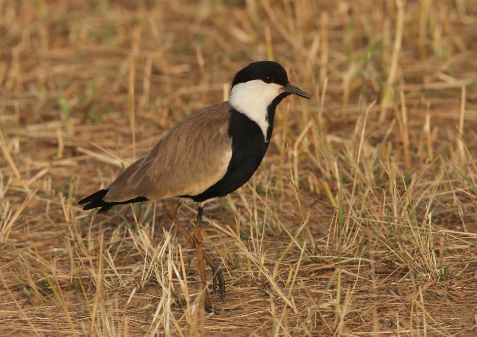 Vanellus spinosus