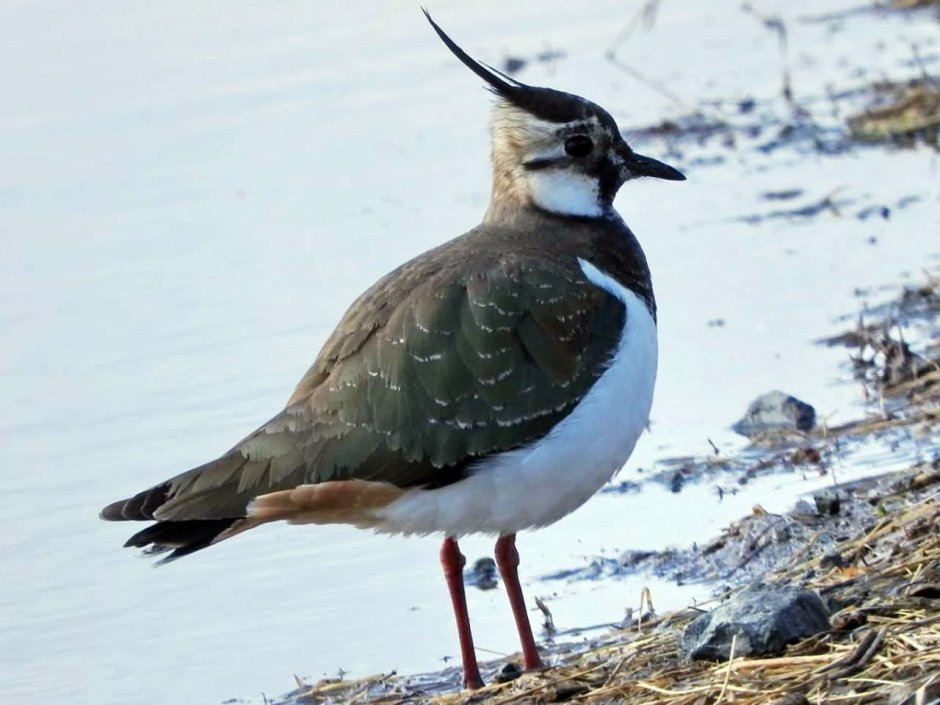 Чибис Vanellus Vanellus