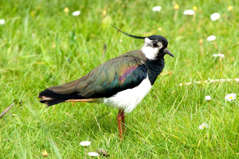 Чибис Vanellus Vanellus